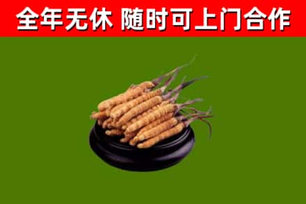 北碚回收散虫草