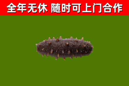 北碚回收海参干
